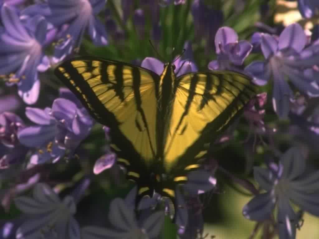Papillons - 001